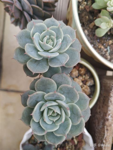 多肉植物|多肉植物图鉴,常见多肉植物问题大全